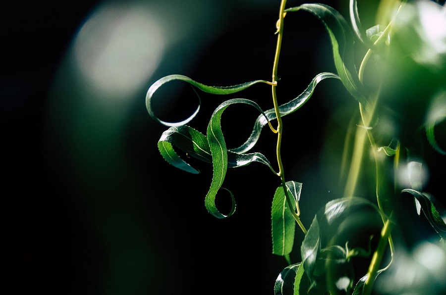 image plantes pour stimuler le métabolisme